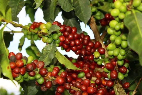 Cerezas de café en Finca El Danubio — lote Castillo