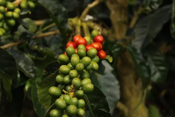 Cerezas de café en Finca El Danubio — lote Gesha