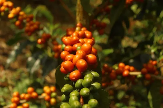Cerezas de café en Finca El Danubio — lote Pink Bourbon