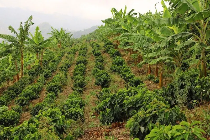 Ladera cultivada de café con sombrío de plátano en Finca El Danubio, Anserma