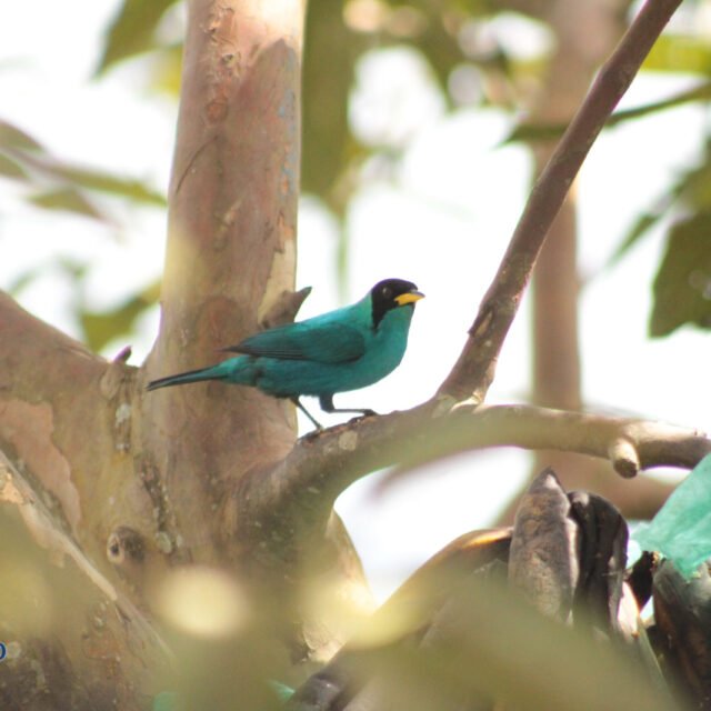 Mielerito Verde captado en nuestra finca