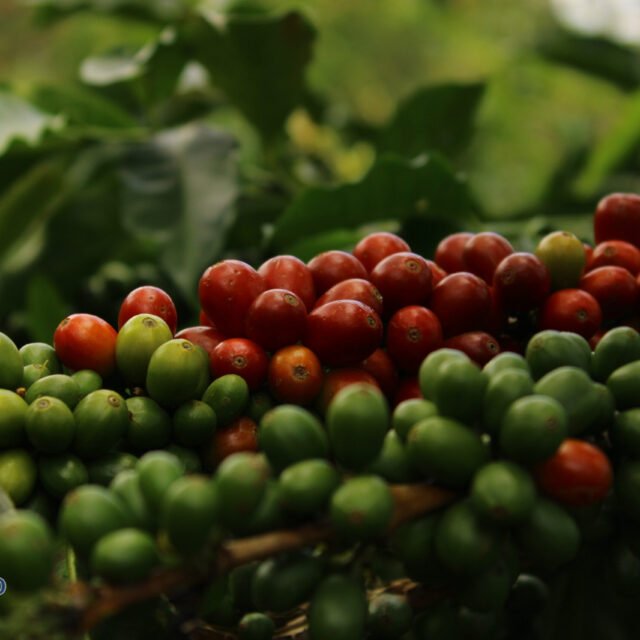 Finca el Danubio