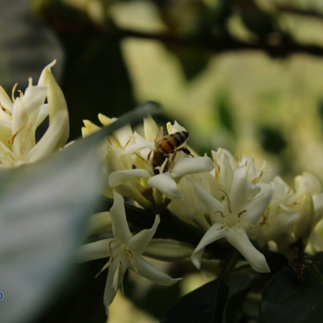 Finca el Danubio