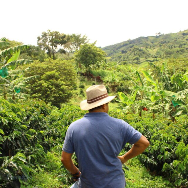 Cafetal