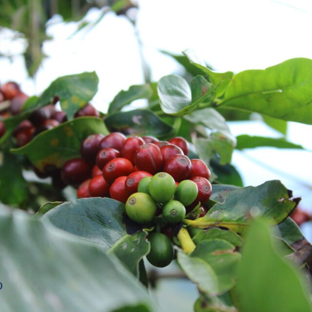 Coffee cherries